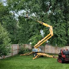 Best Root Management and Removal  in Everett, MA