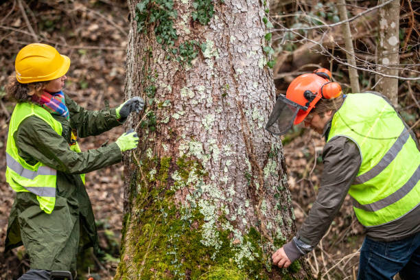 Best Utility Line Clearance  in Everett, MA