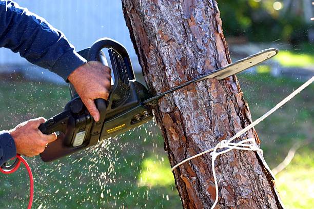 Leaf Removal in Everett, MA