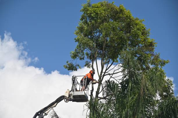 Best Tree Maintenance Programs  in Everett, MA