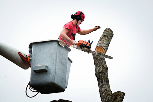 Best Stump Grinding and Removal  in Everett, MA