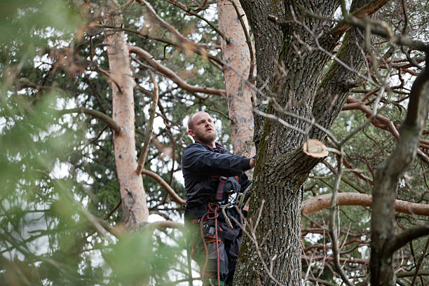 Everett, MA Tree Care Company