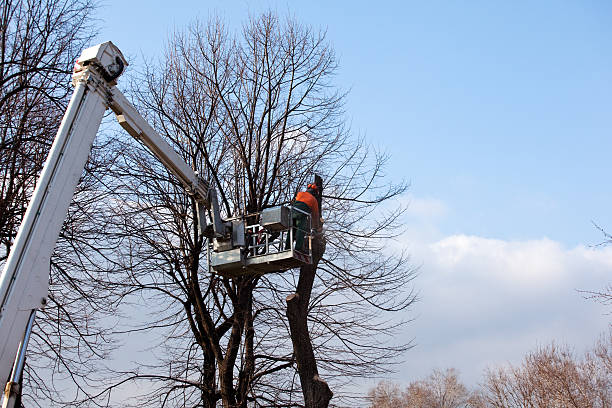 Best Firewood Processing and Delivery  in Everett, MA