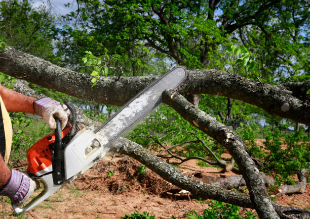 Best Tree Risk Assessment  in Everett, MA