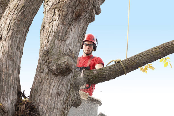 How Our Tree Care Process Works  in  Everett, MA